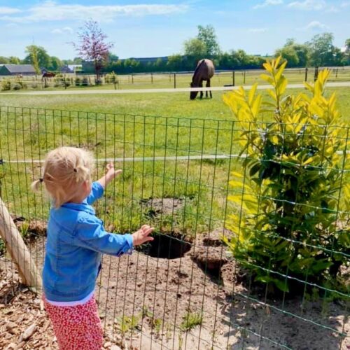 Paarden kijken